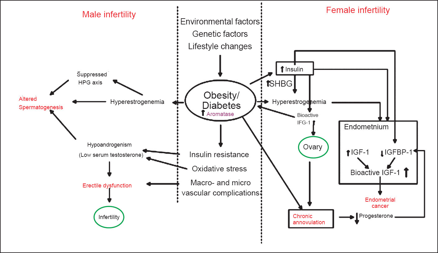 Schematic diagram showing different mechanisms/pathways resulting in male and female infertility with the primary contributing factors being obesity and diabetes with insulin resistance. HPG, hypothalamus-pitutary-gonadal axis; SHBG, sex hormone-binding globulin; IGF-1, insulin growth factor-1; IGFBP-1, insulin growth factor binding protein-1.